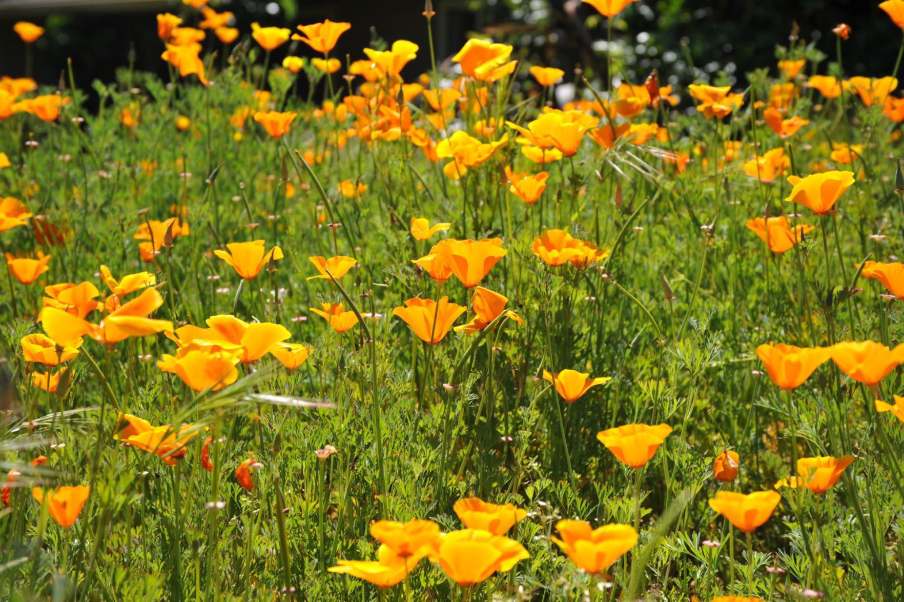 Wild poppies